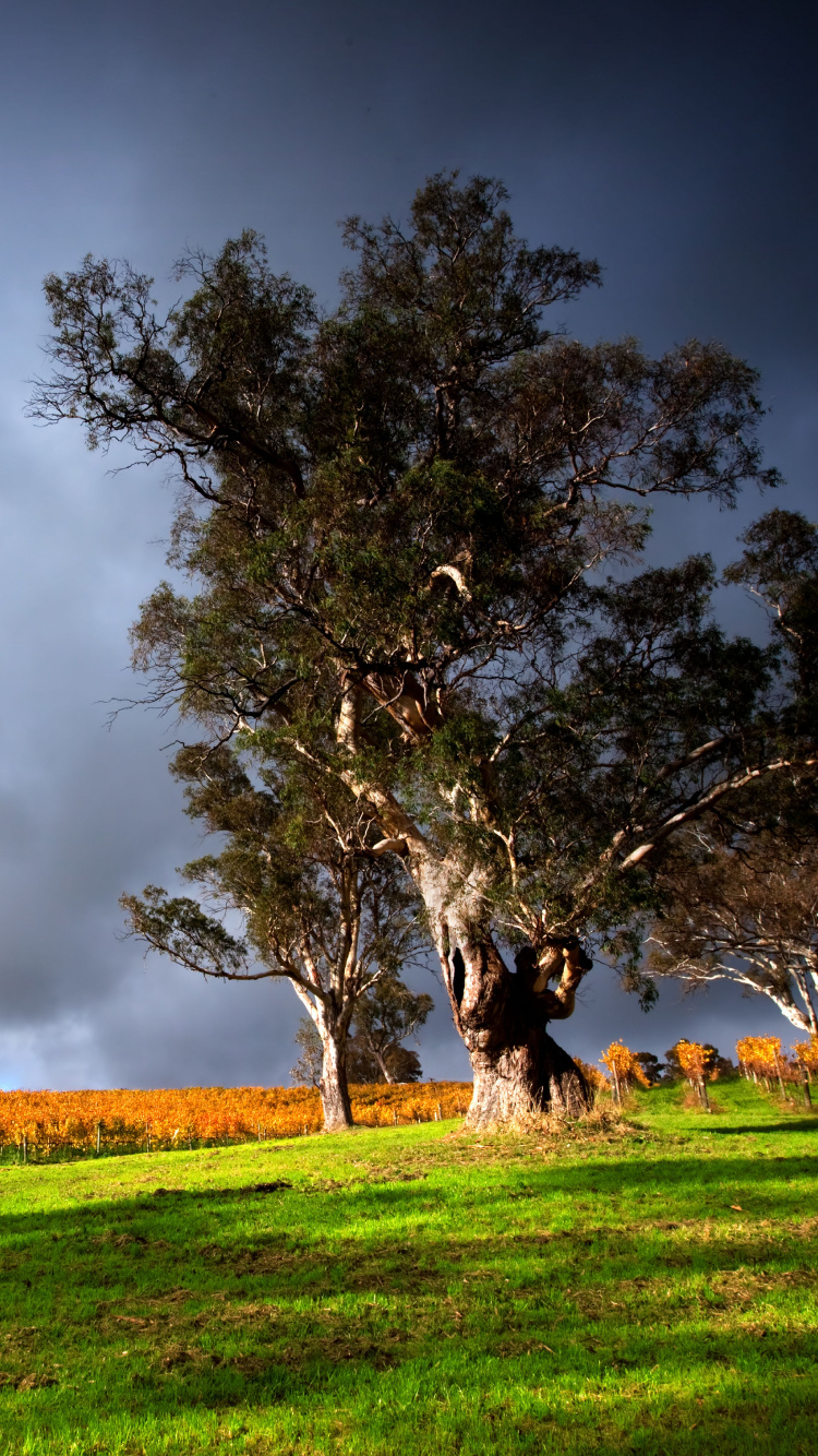 Grüne Wiese Mit Bäumen Unter Grauen Wolken. Wallpaper in 750x1334 Resolution