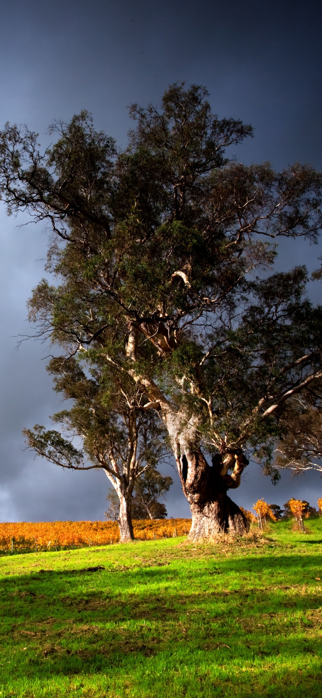 Green Grass Field With Trees Under Gray Clouds. Wallpaper in 1125x2436 Resolution