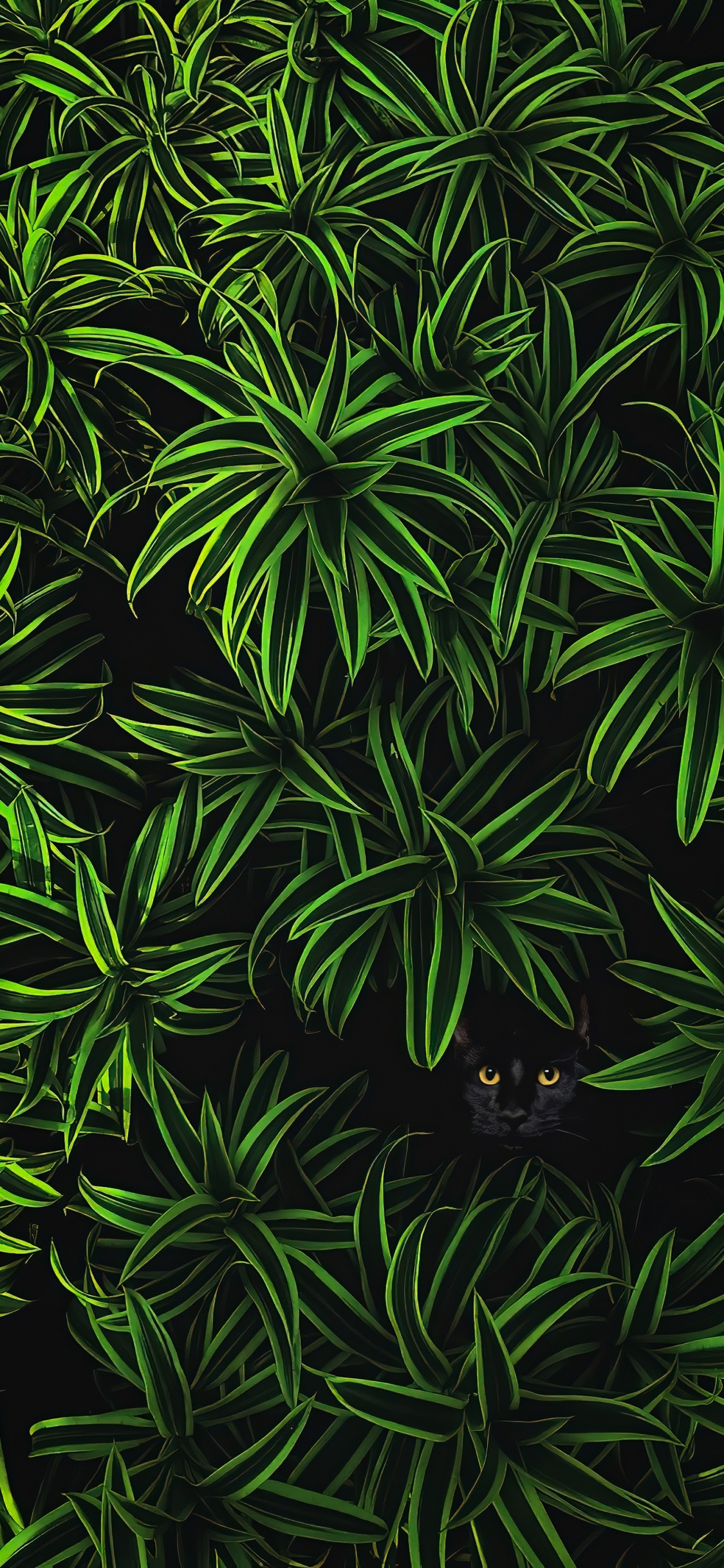 la Vegetación, la Botánica, Planta Terrestre, la Cubierta Vegetal, la Floración de la Planta. Wallpaper in 1125x2436 Resolution