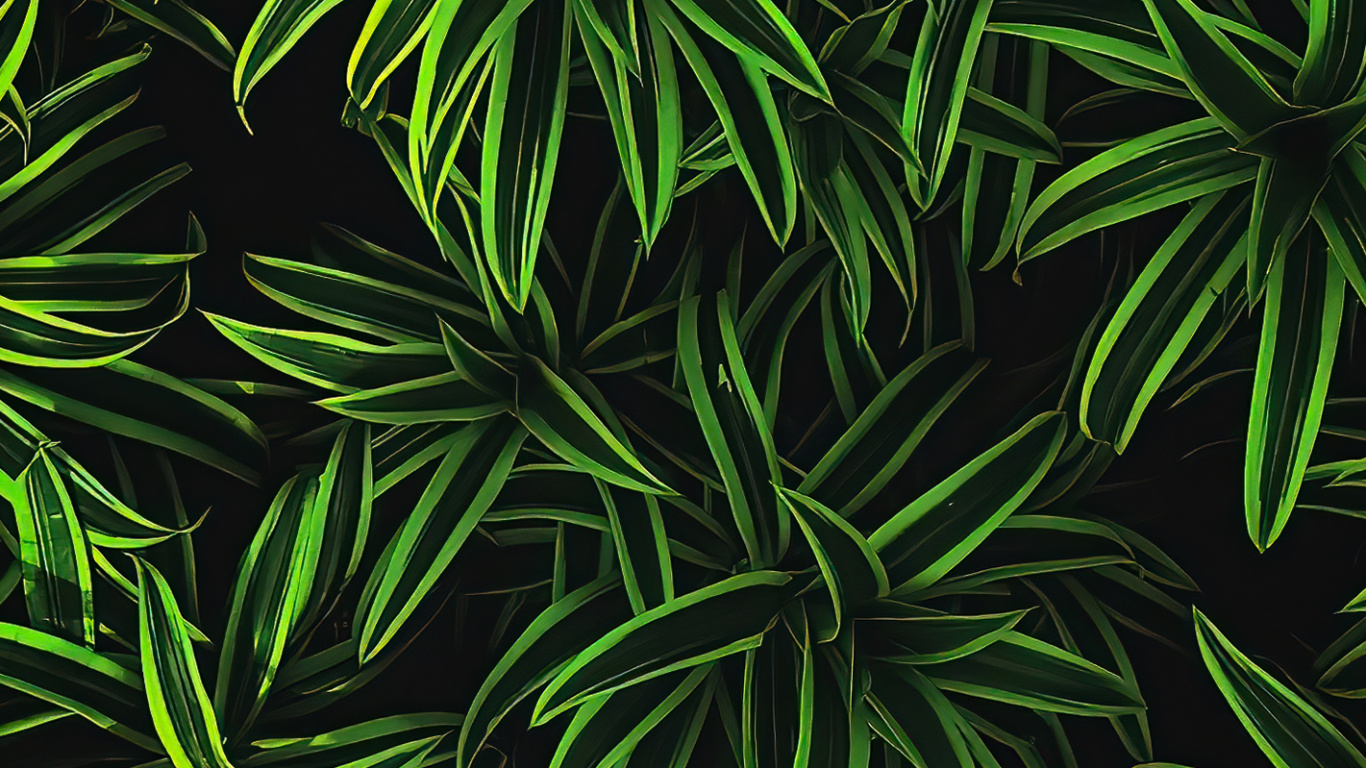 Vegetation, Plant, Botany, Terrestrial Plant, Grass. Wallpaper in 1366x768 Resolution