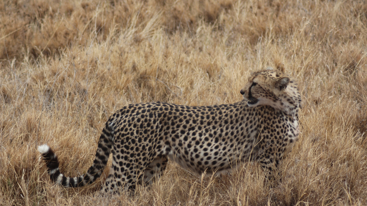 Cheetah Walking on Brown Grass Field During Daytime. Wallpaper in 1280x720 Resolution