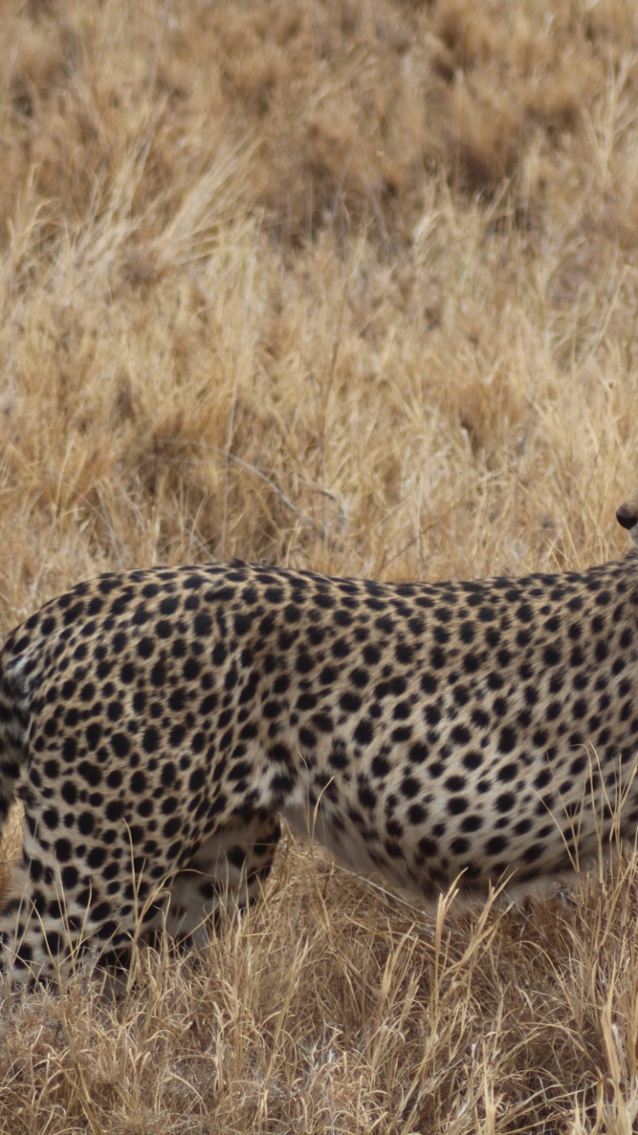 Cheetah Walking on Brown Grass Field During Daytime. Wallpaper in 720x1280 Resolution