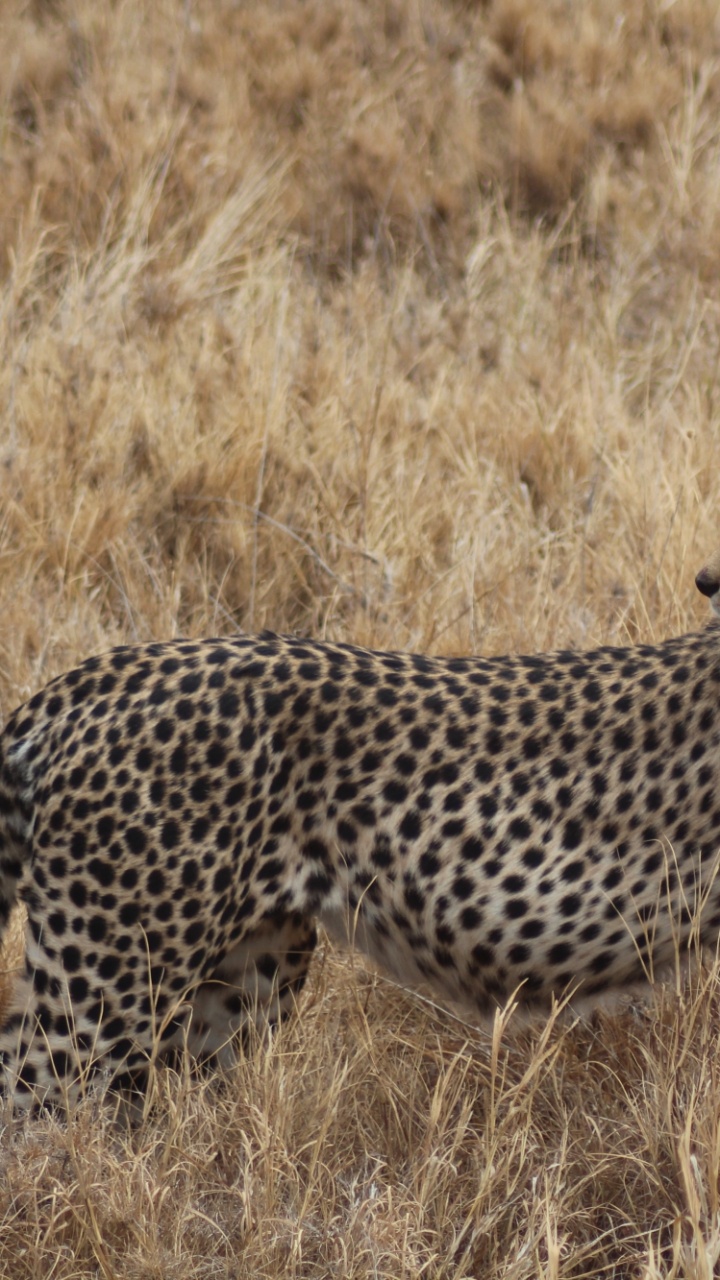 Gepard, Der Tagsüber Auf Braunem Grasfeld Geht. Wallpaper in 720x1280 Resolution