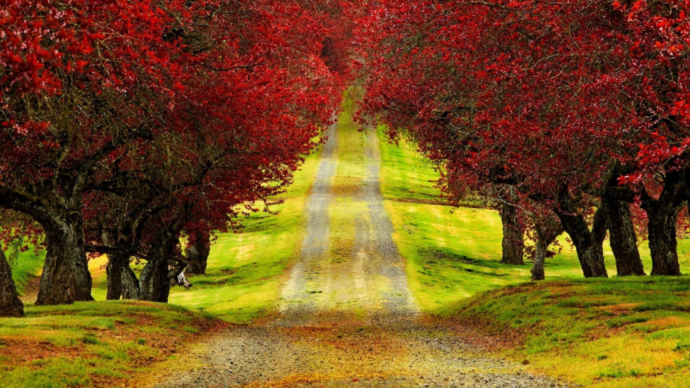 Red Leaf Trees Beside Road. Wallpaper in 1366x768 Resolution
