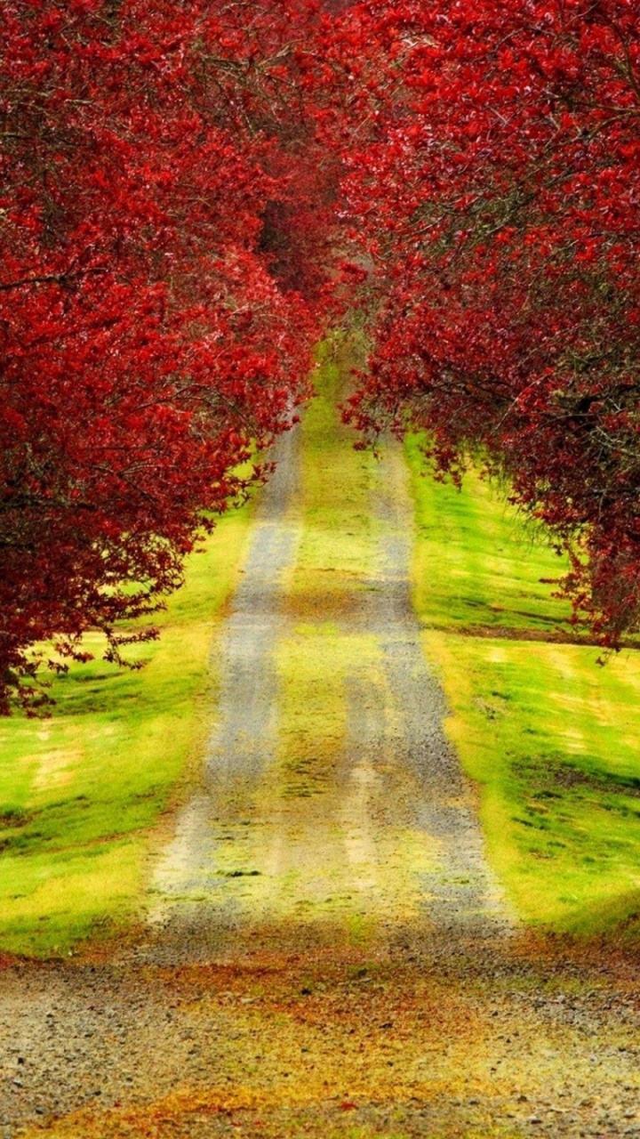 Red Leaf Trees Beside Road. Wallpaper in 720x1280 Resolution