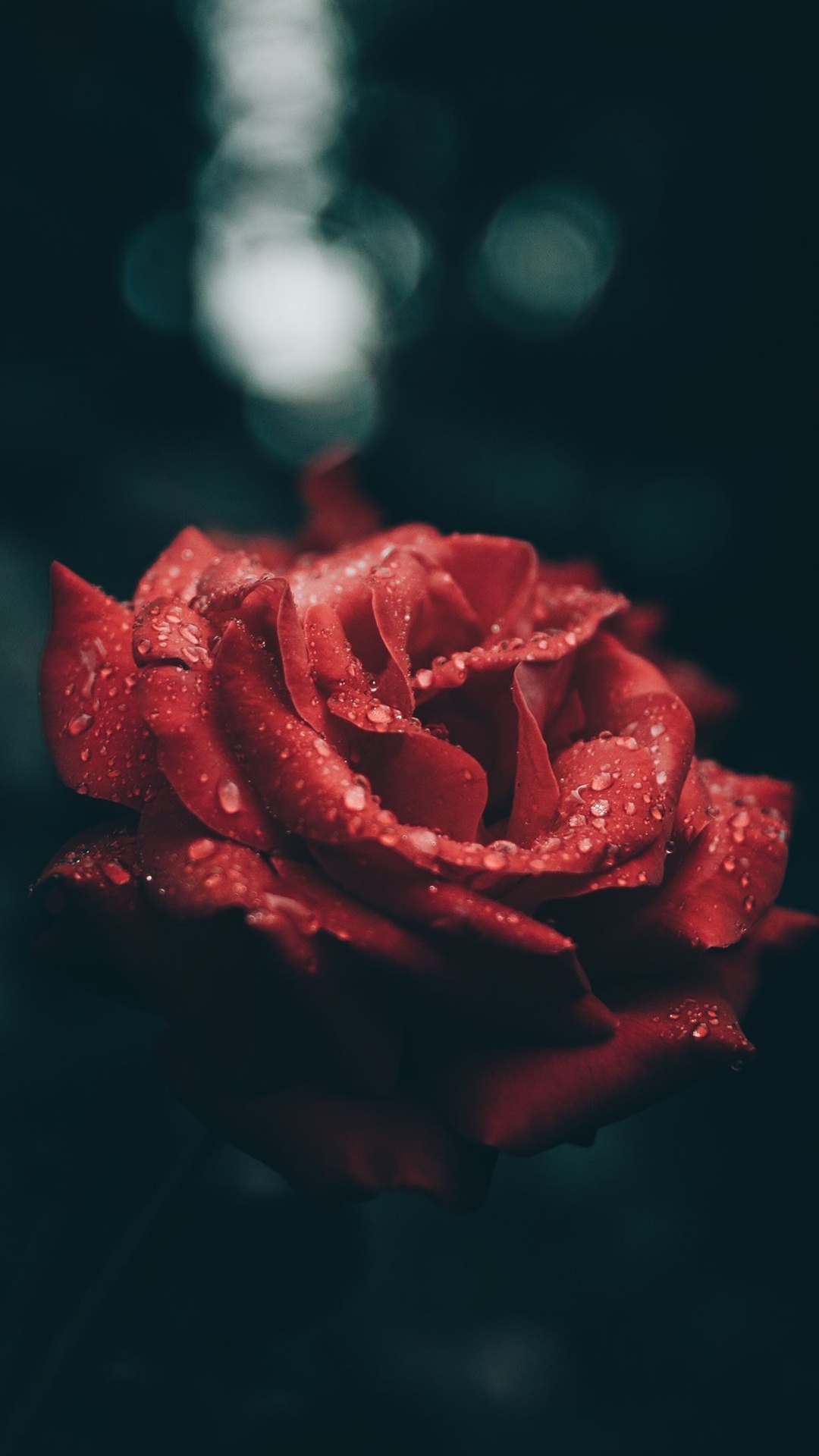 Red Rose Aesthetic, Rose, Aesthetics, Art, Flower. Wallpaper in 1080x1920 Resolution