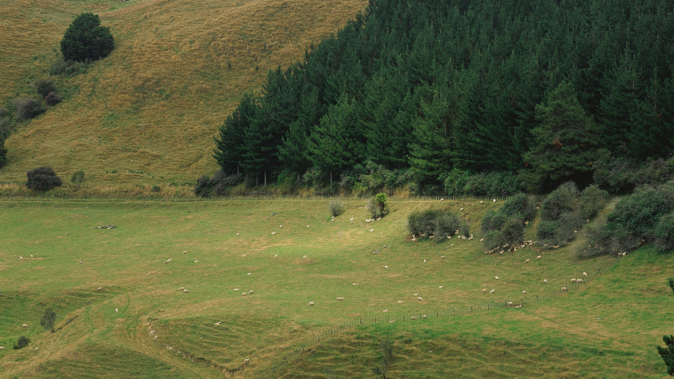 Green Grass Field With Trees. Wallpaper in 1366x768 Resolution