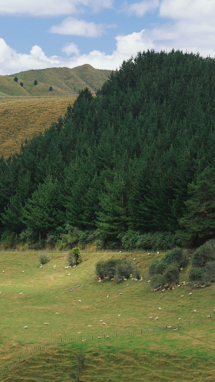 Green Grass Field With Trees. Wallpaper in 750x1334 Resolution
