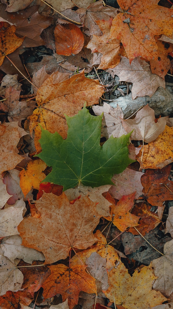 Feuille, Orange, Feuilles Caduques, la Pathologie Des Plantes, Plante Annuelle. Wallpaper in 720x1280 Resolution