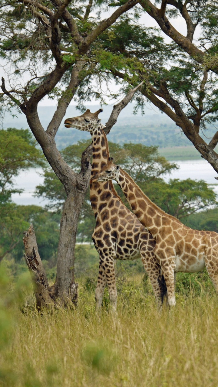 Girafe Brune et Noire Debout Sur un Terrain D'herbe Verte Pendant la Journée. Wallpaper in 720x1280 Resolution
