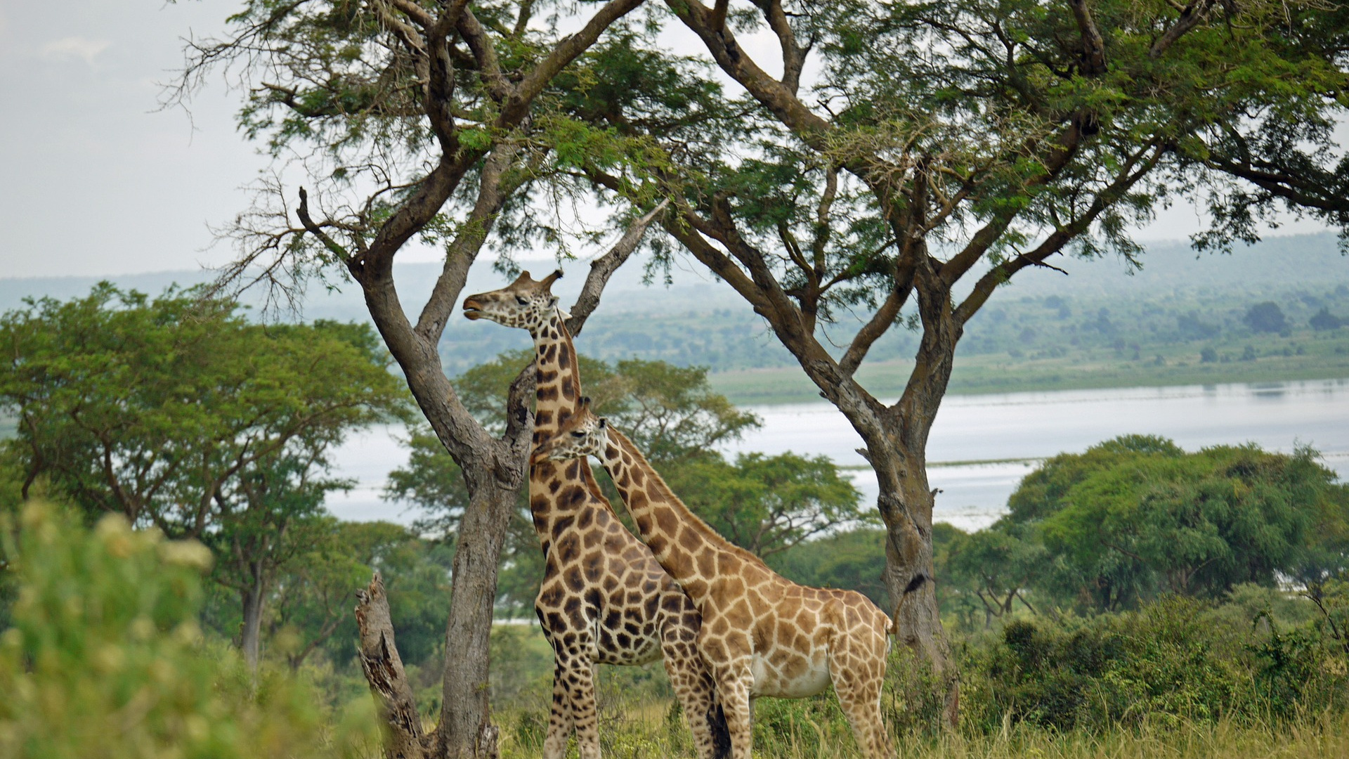 Braune Und Schwarze Giraffe, Die Tagsüber Auf Der Grünen Wiese Steht Standing. Wallpaper in 1920x1080 Resolution