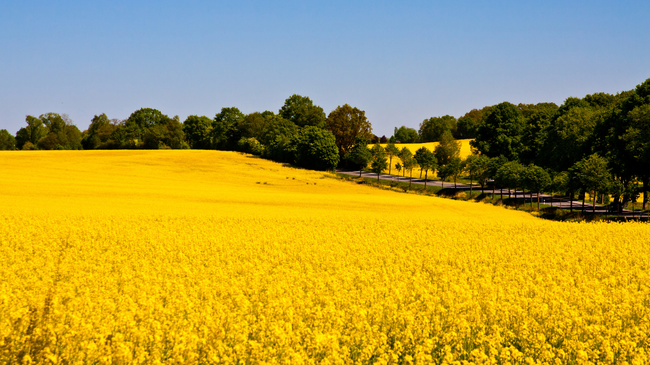 Champ de Fleurs Jaunes Pendant la Journée. Wallpaper in 1280x720 Resolution