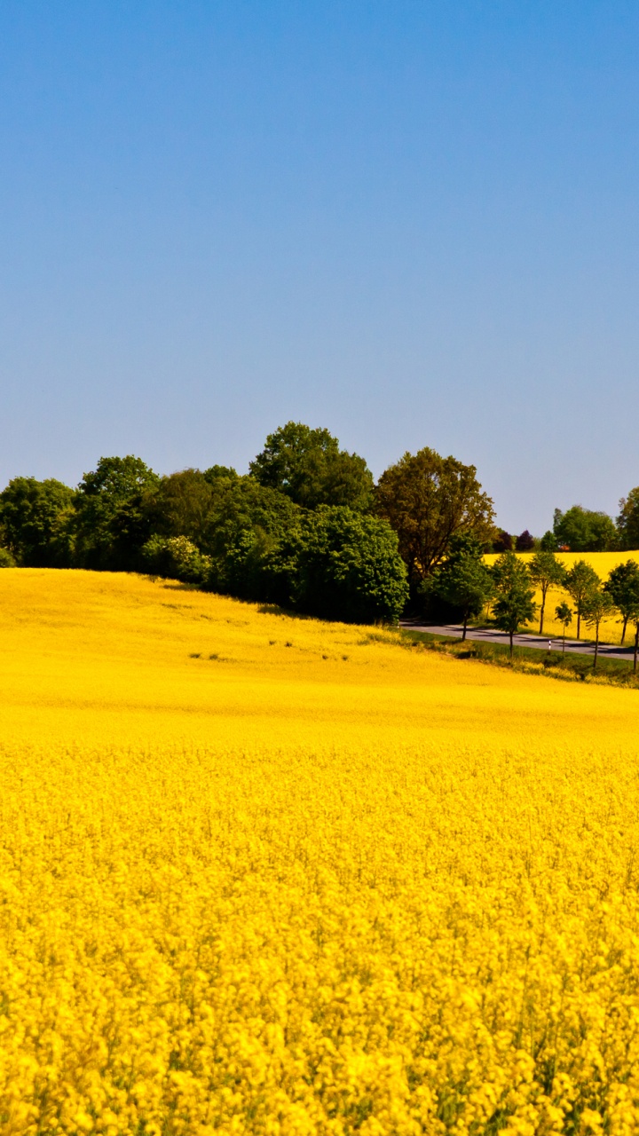 Champ de Fleurs Jaunes Pendant la Journée. Wallpaper in 720x1280 Resolution