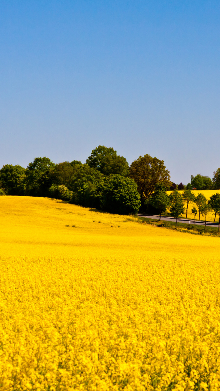 Champ de Fleurs Jaunes Pendant la Journée. Wallpaper in 750x1334 Resolution