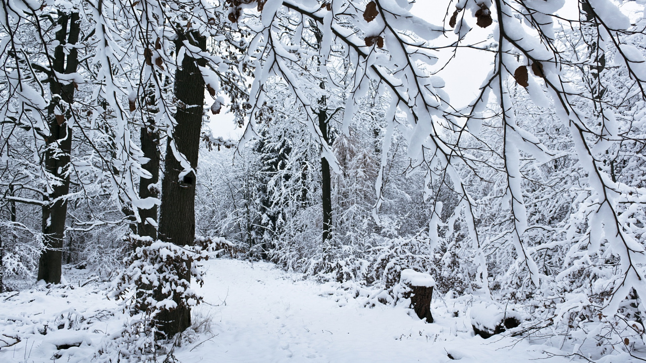 Snow Covered Trees During Daytime. Wallpaper in 1280x720 Resolution
