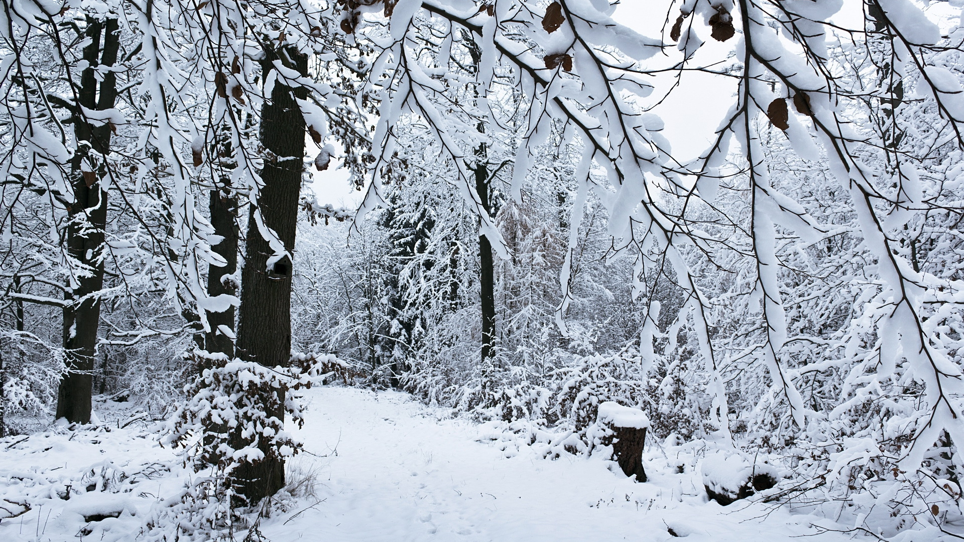 Snow Covered Trees During Daytime. Wallpaper in 1920x1080 Resolution