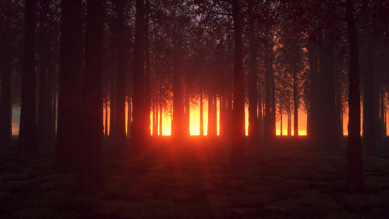 Nature, Natural Environment, Forest, Tree, Light. Wallpaper in 1366x768 Resolution