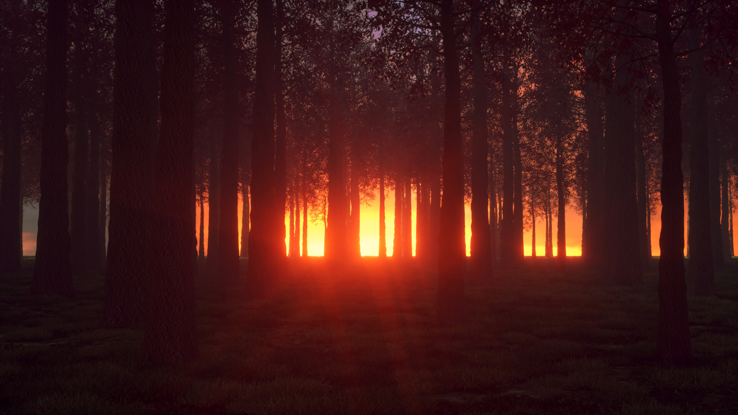 Nature, Natural Environment, Forest, Tree, Light. Wallpaper in 2560x1440 Resolution