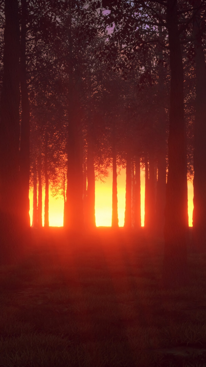Natur, Natürlichen Umgebung, Wald, Baum, Licht. Wallpaper in 720x1280 Resolution