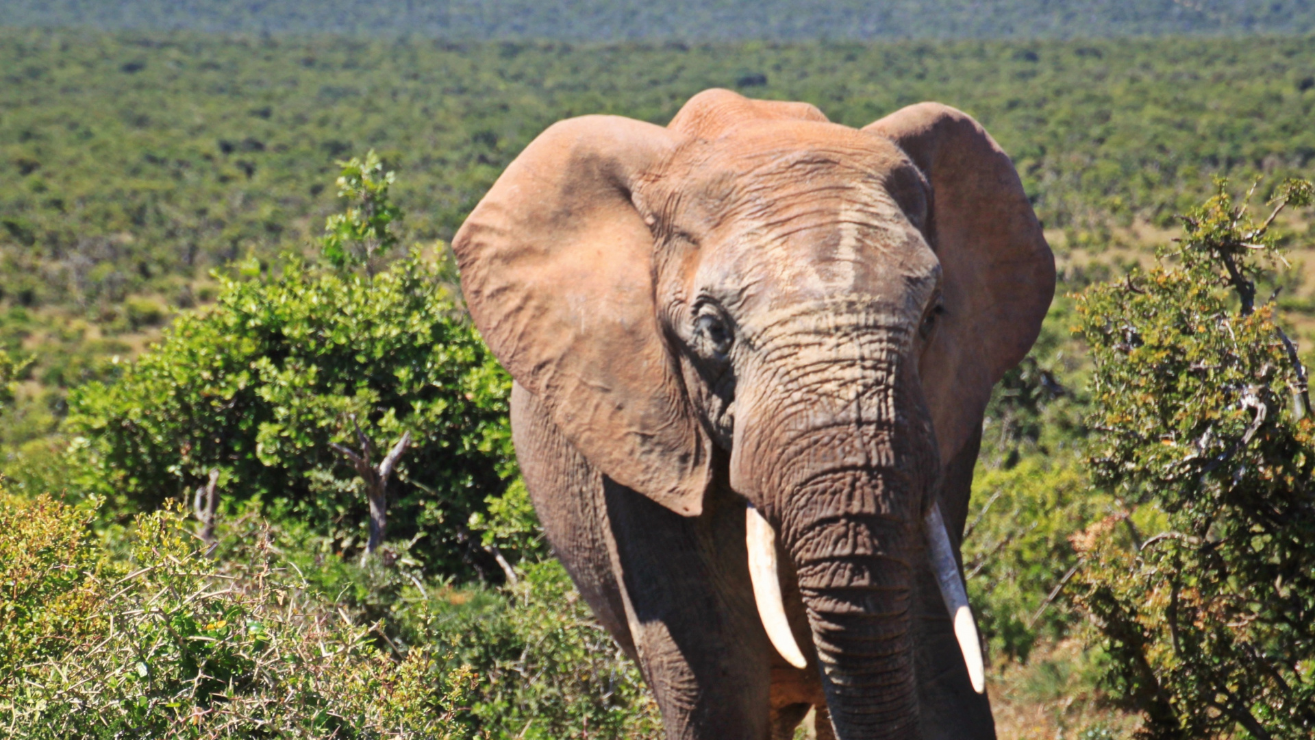 Brown Elephant on Green Grass Field During Daytime. Wallpaper in 1920x1080 Resolution