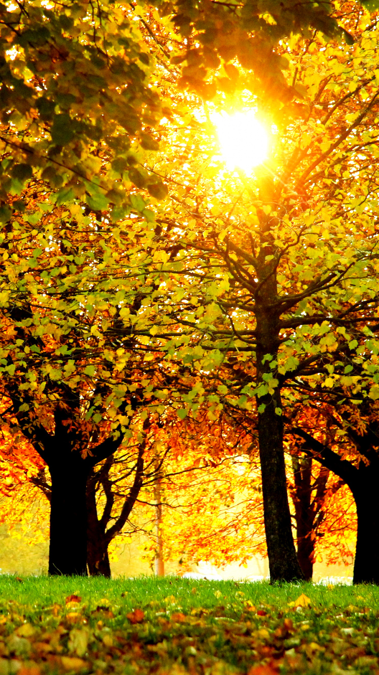 Champ D'herbe Verte Avec Des Arbres Pendant la Journée. Wallpaper in 750x1334 Resolution