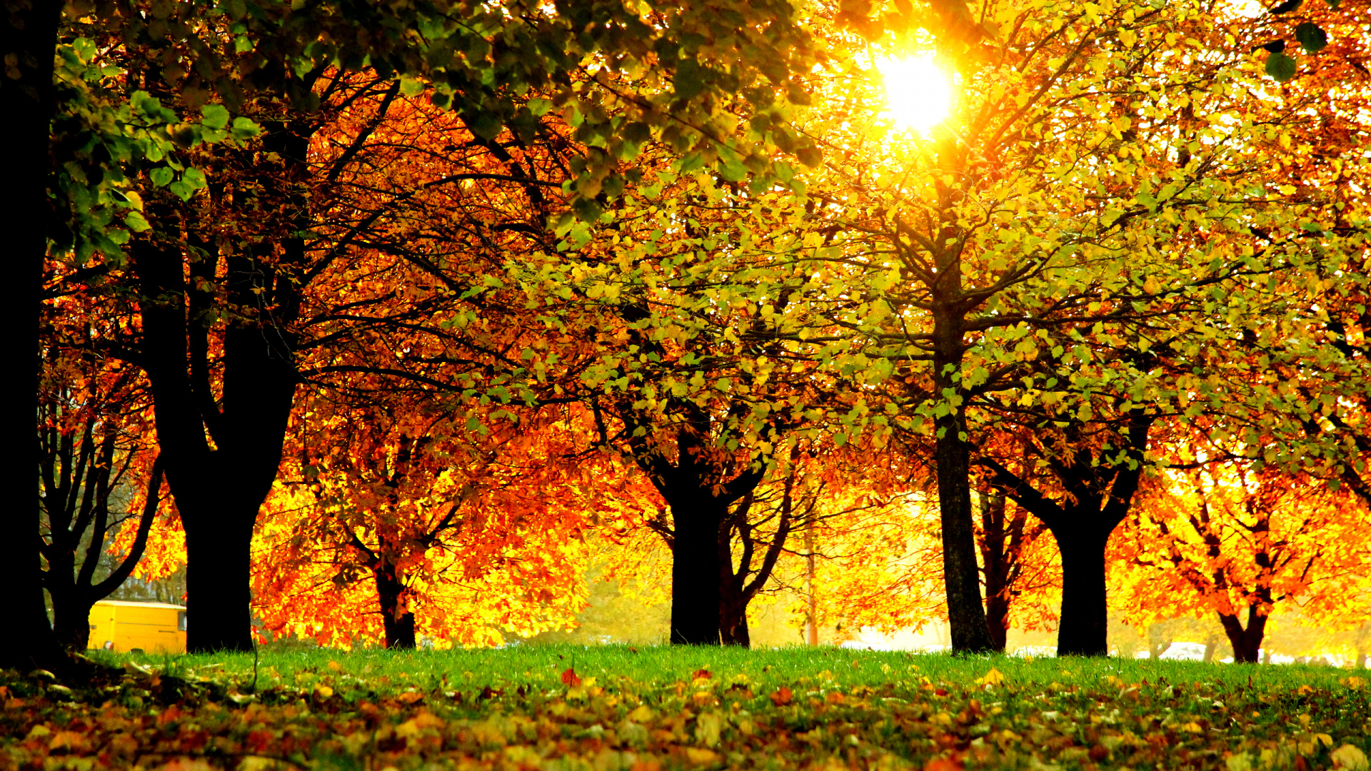 Tagsüber Grüne Wiese Mit Bäumen. Wallpaper in 1920x1080 Resolution