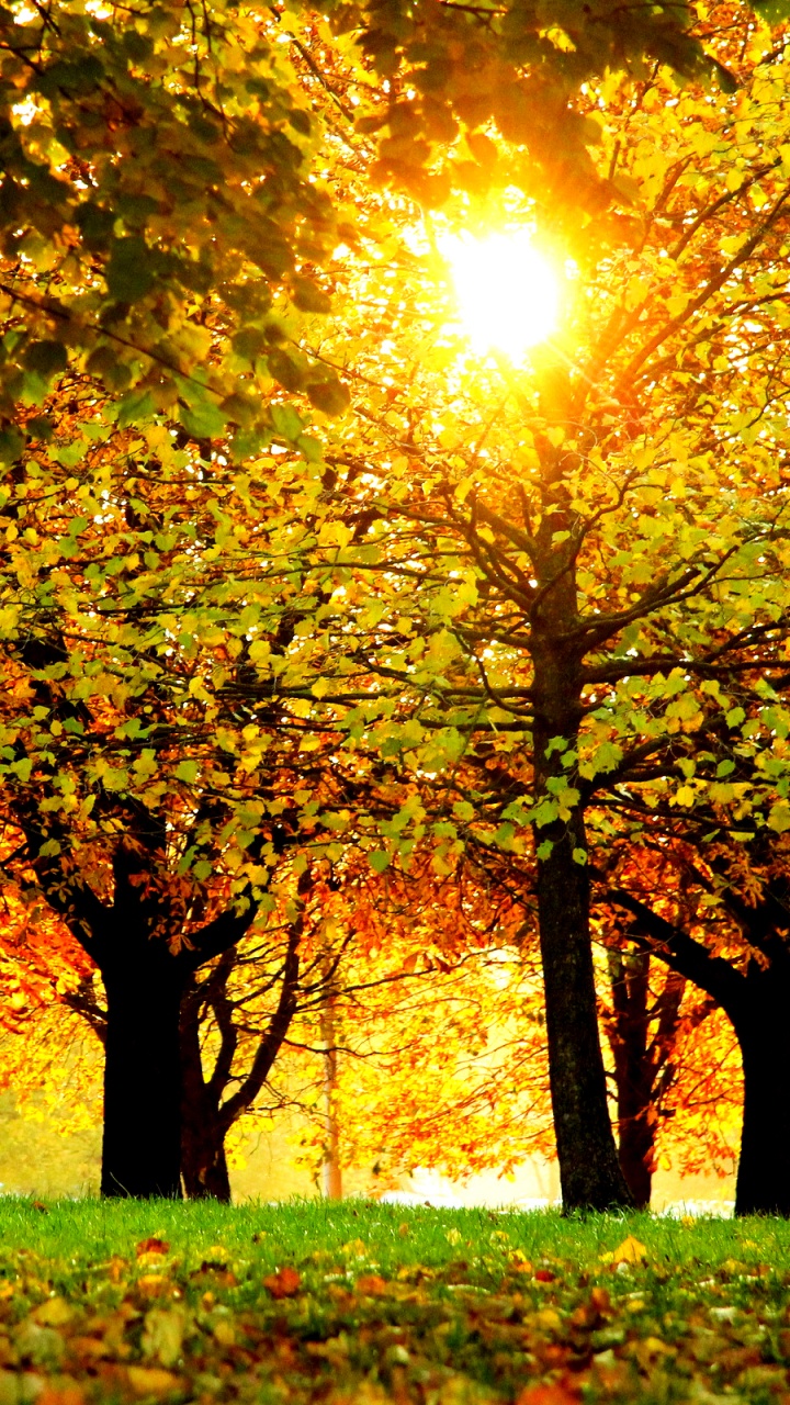 Tagsüber Grüne Wiese Mit Bäumen. Wallpaper in 720x1280 Resolution