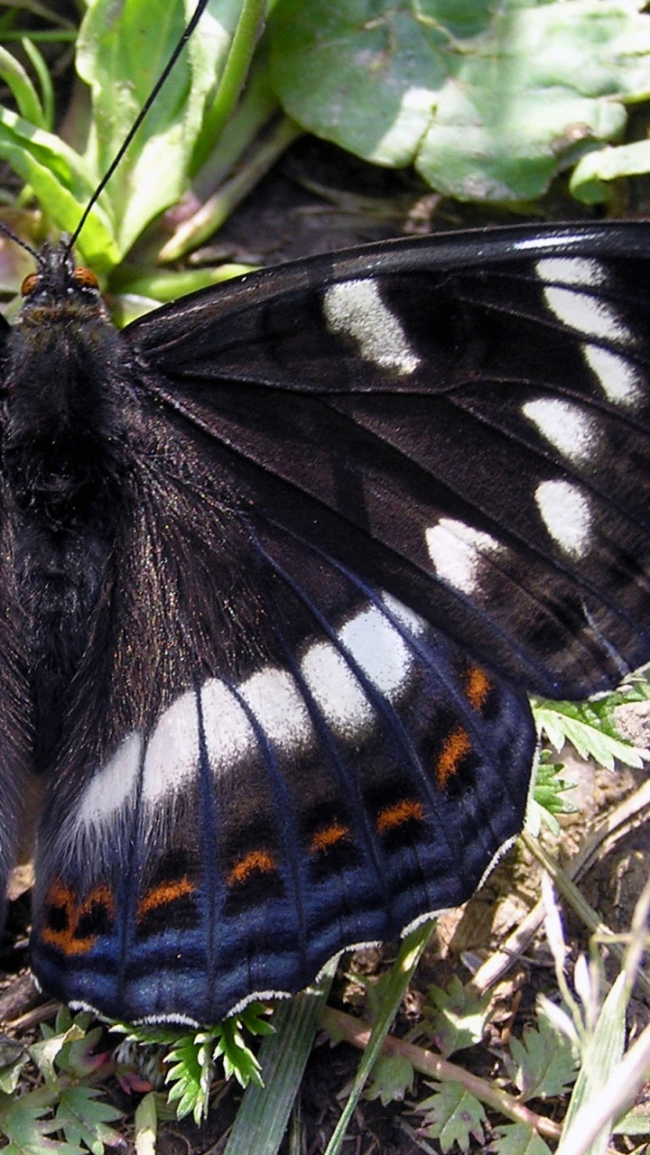Papillon Noir Blanc et Marron Sur L'herbe Verte Pendant la Journée. Wallpaper in 720x1280 Resolution
