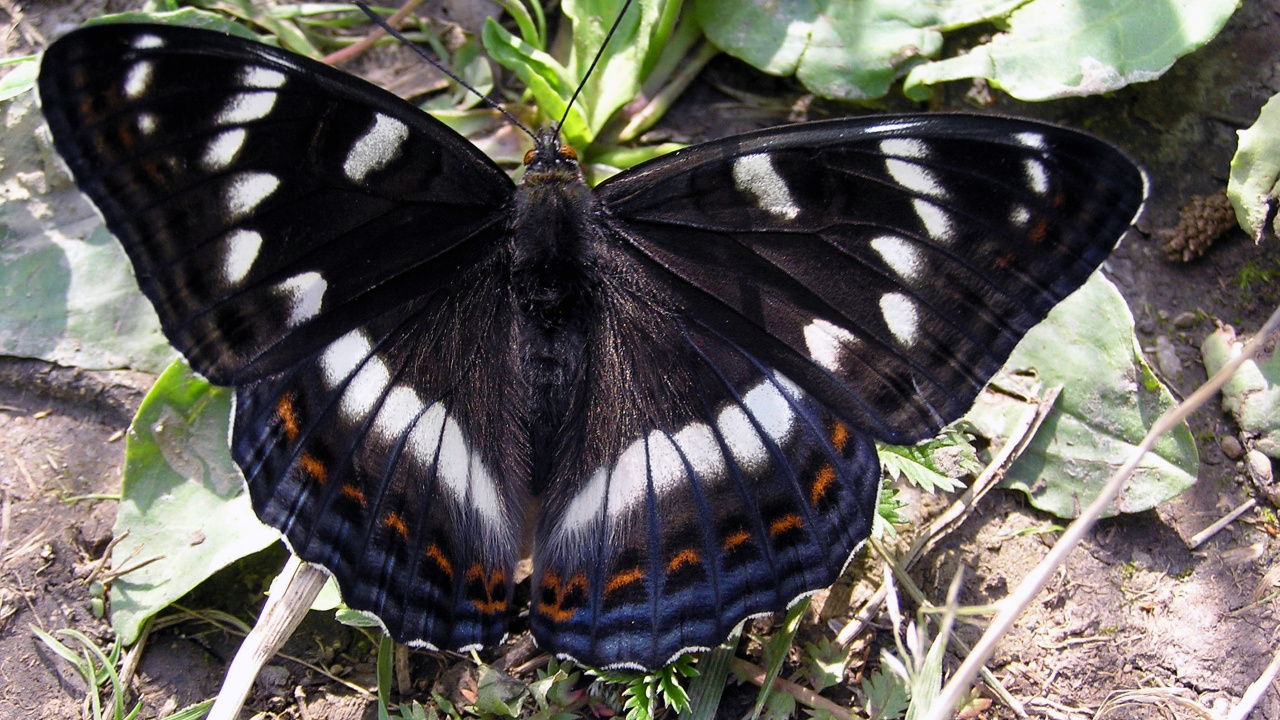 Black White and Brown Butterfly on Green Grass During Daytime. Wallpaper in 1280x720 Resolution