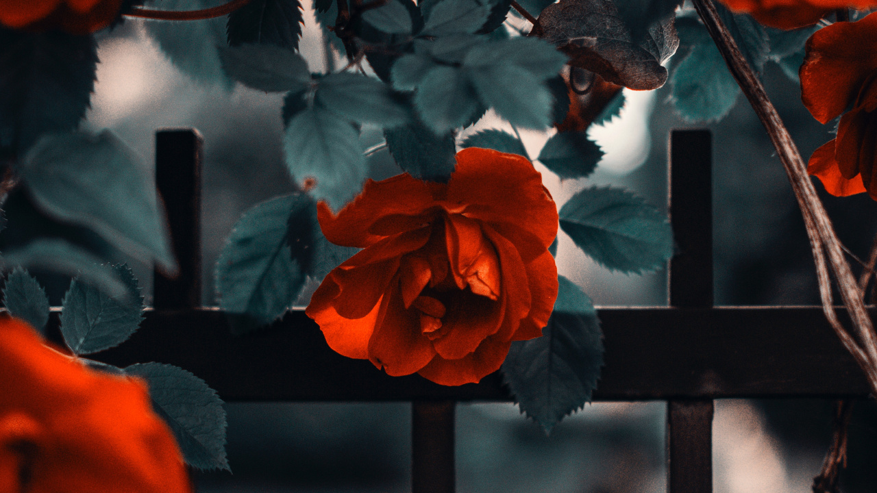 Orange Roses in Bloom During Daytime. Wallpaper in 1280x720 Resolution