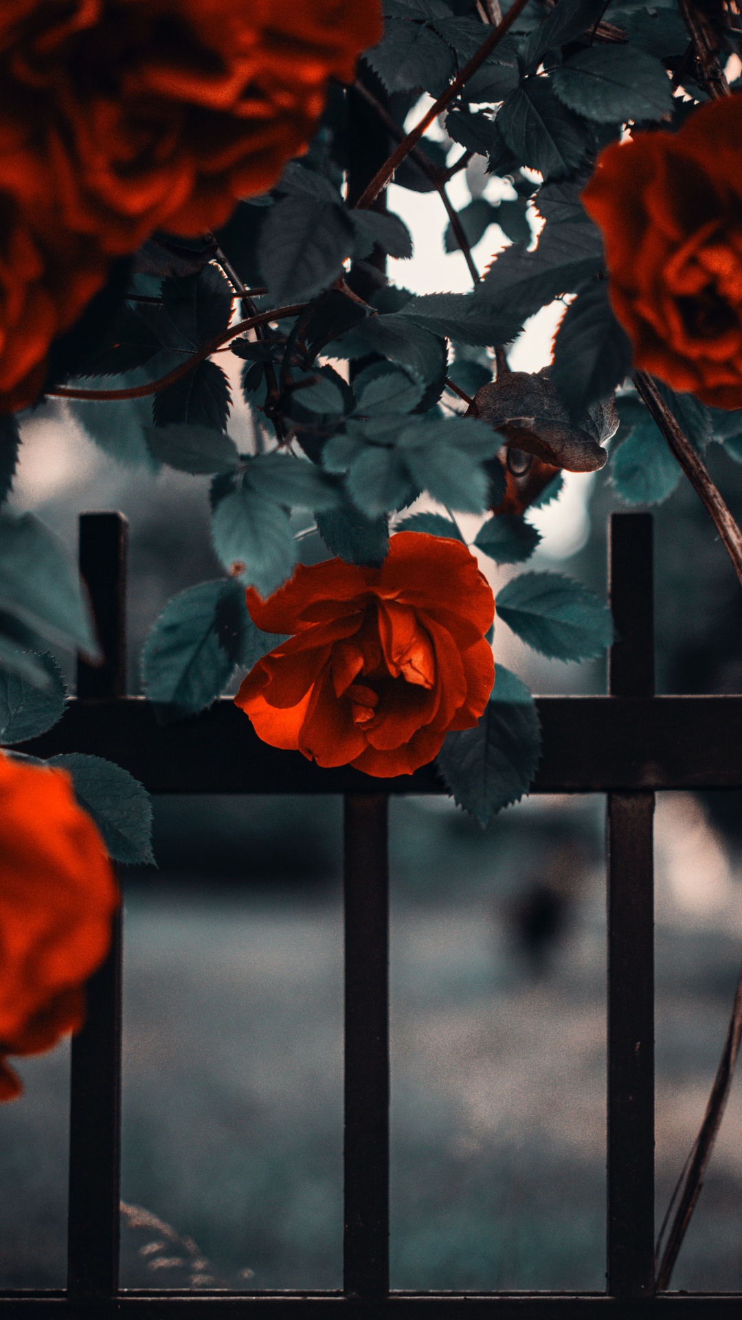 灌木, 显花植物, 红色的, 橙色, 玫瑰花园 壁纸 1080x1920 允许