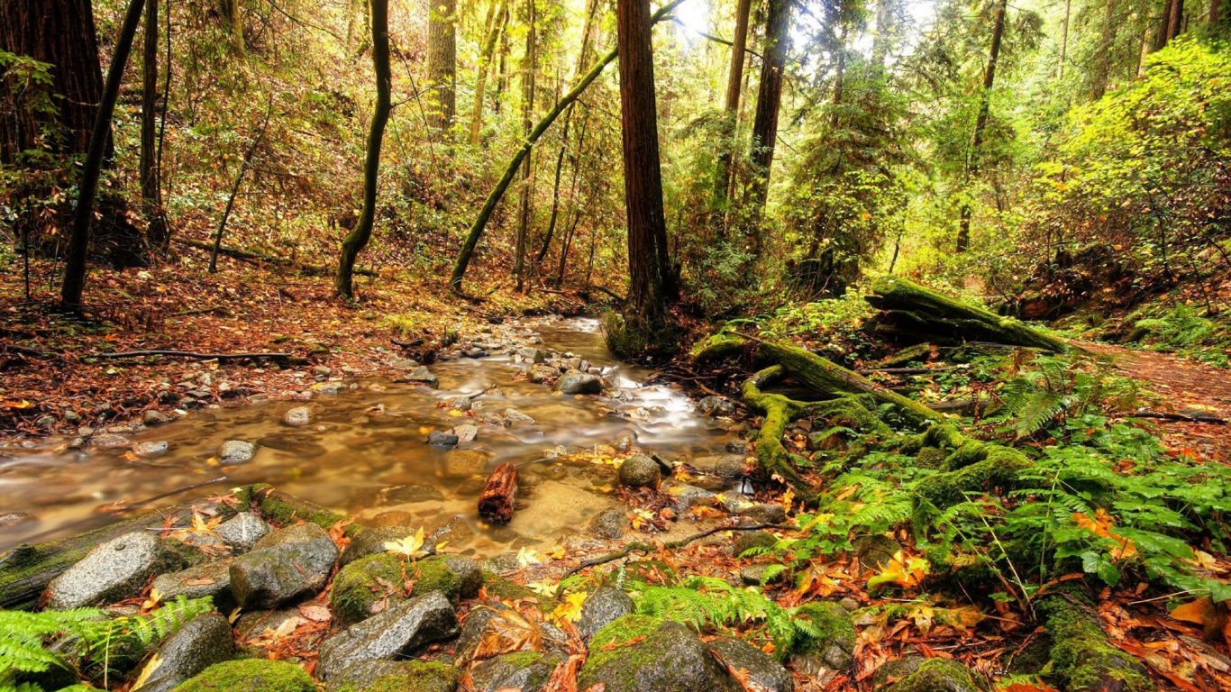 River in The Middle of Forest During Daytime. Wallpaper in 1366x768 Resolution