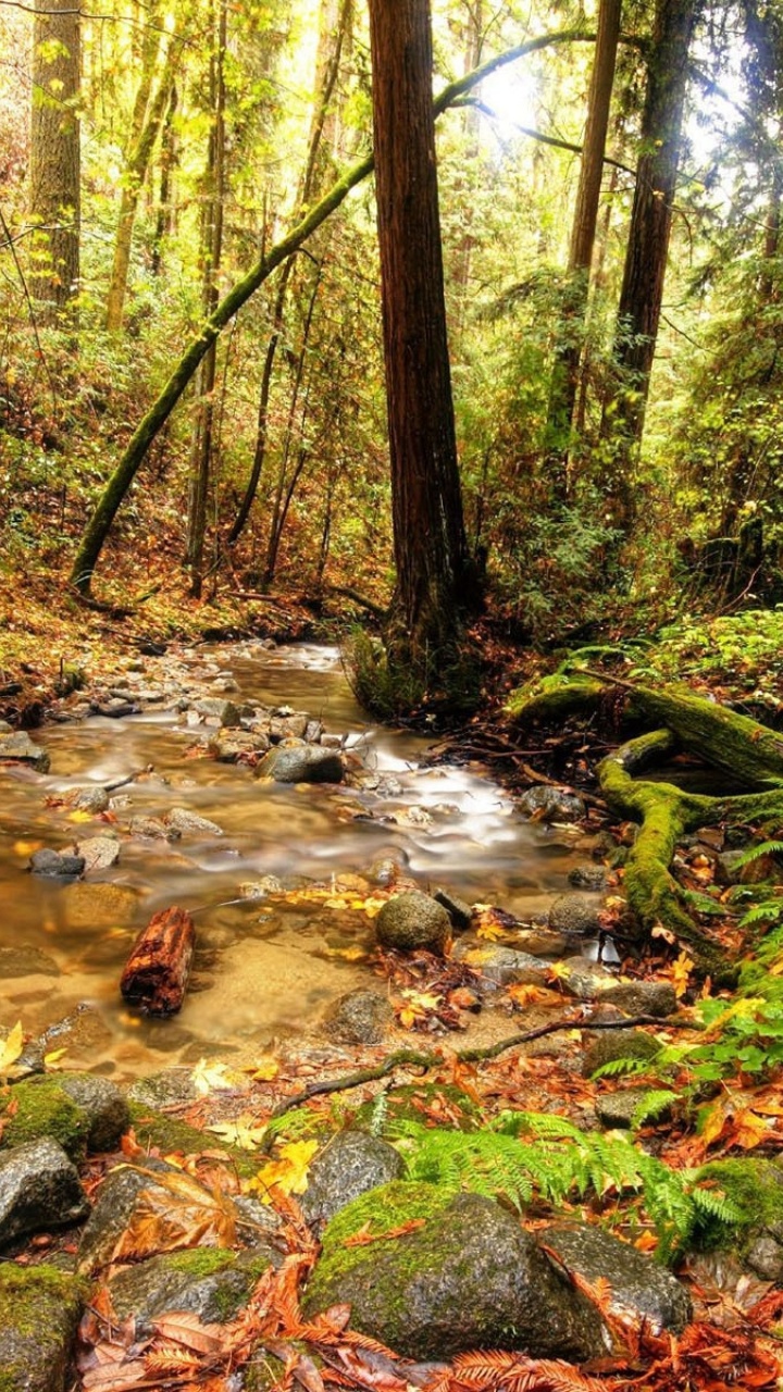 Rivière au Milieu de la Forêt Pendant la Journée. Wallpaper in 720x1280 Resolution