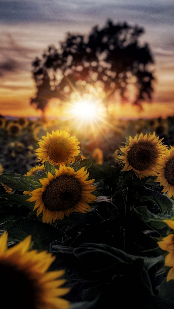 Fleurs du Soleil, la Journée, Pétale, Botanique, Nature. Wallpaper in 720x1280 Resolution