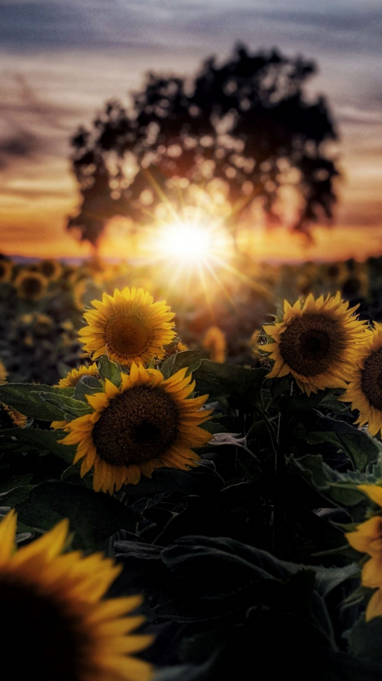 Sun Flowers, Sunflowers, Flower, Plant, Daytime. Wallpaper in 750x1334 Resolution