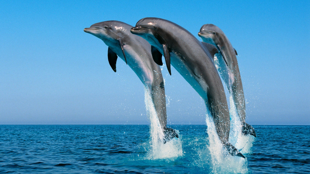 2 Dolphins Jumping Over The Sea. Wallpaper in 1280x720 Resolution
