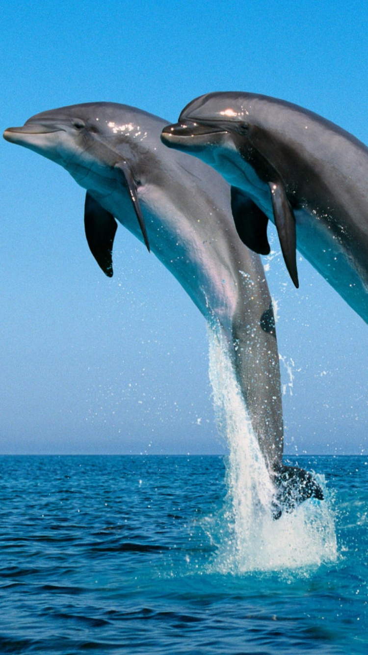 2 Dolphins Jumping Over The Sea. Wallpaper in 750x1334 Resolution