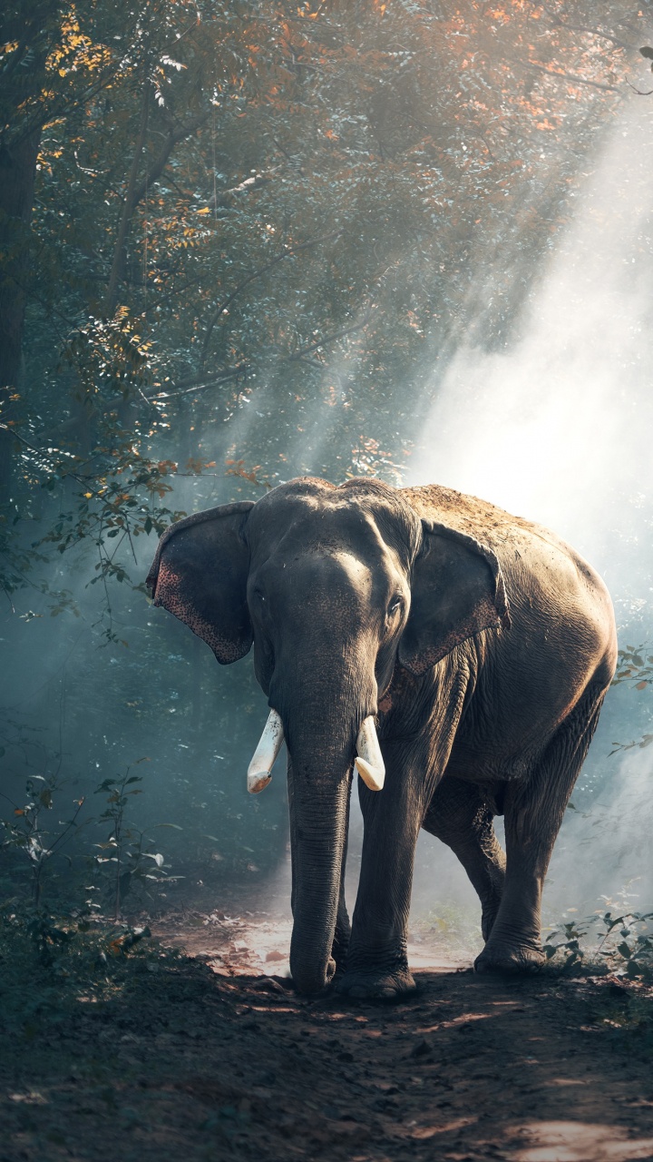 非洲森林中的大象, 野生动物, 印度大象, 光, 大象和猛犸象 壁纸 720x1280 允许
