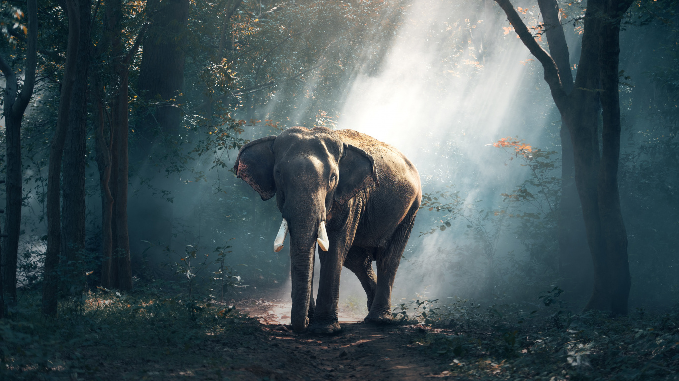 Elephant Walking on The Forest. Wallpaper in 1366x768 Resolution