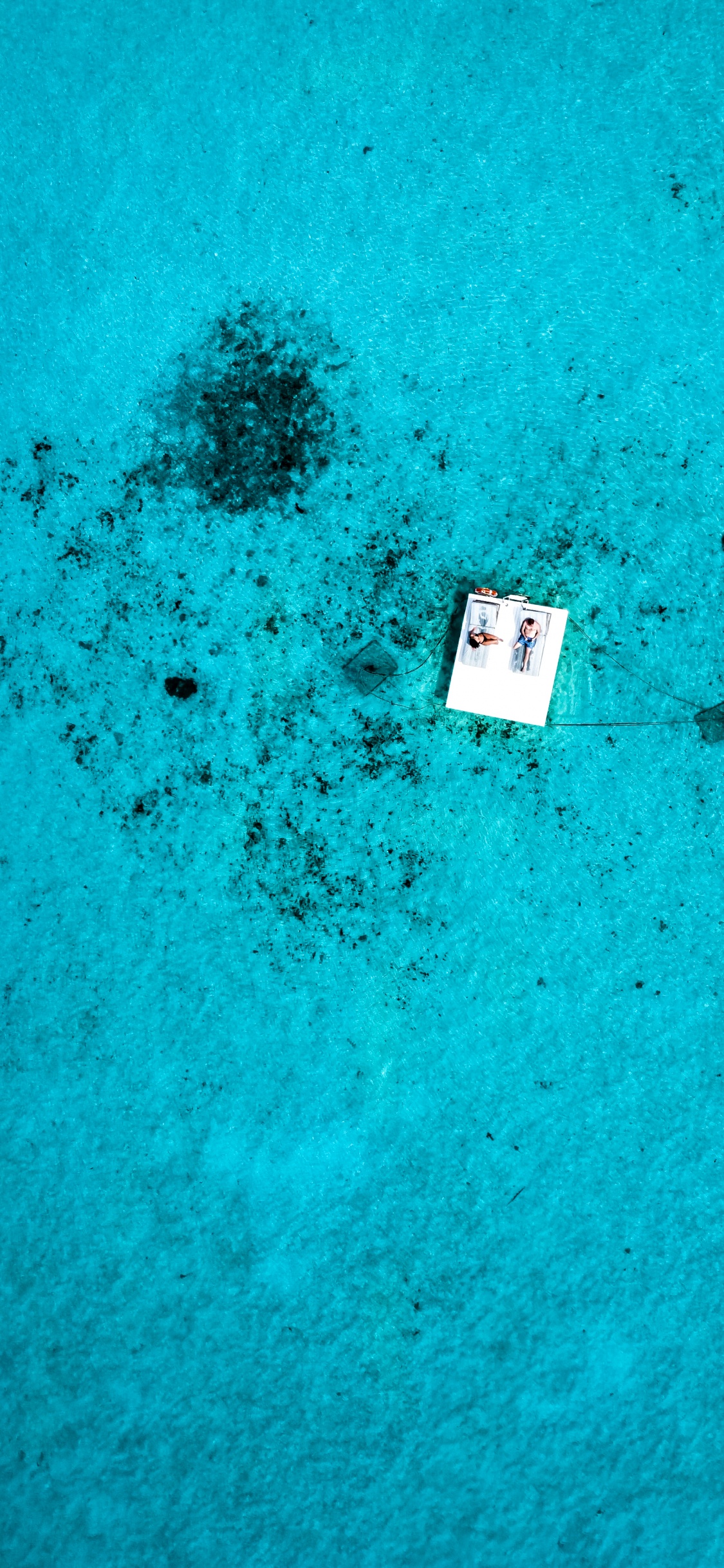 Agua, Biología, Biología Marina, Azul, Verde. Wallpaper in 1125x2436 Resolution