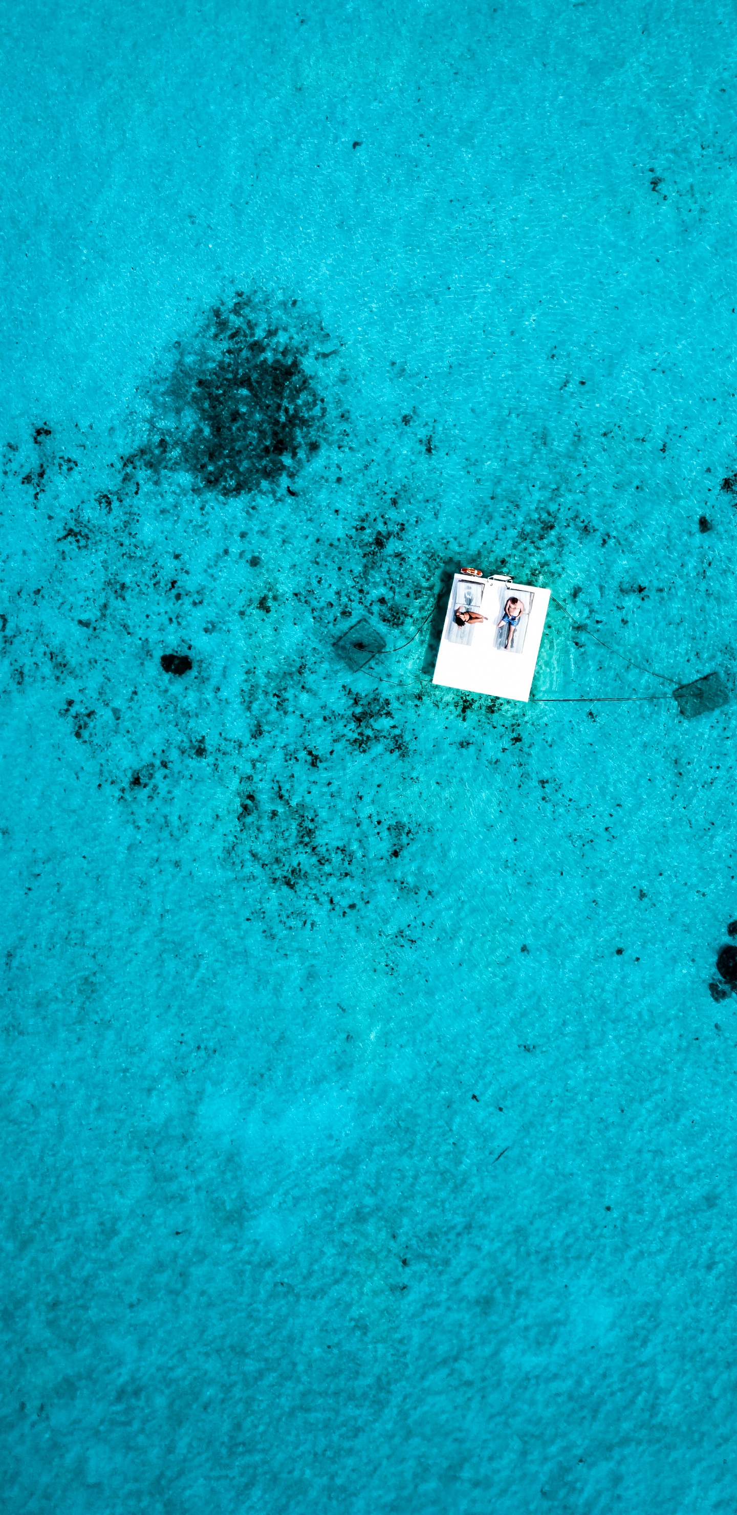 Eau, Biologie, Biologie Marine, Blue, Green. Wallpaper in 1440x2960 Resolution