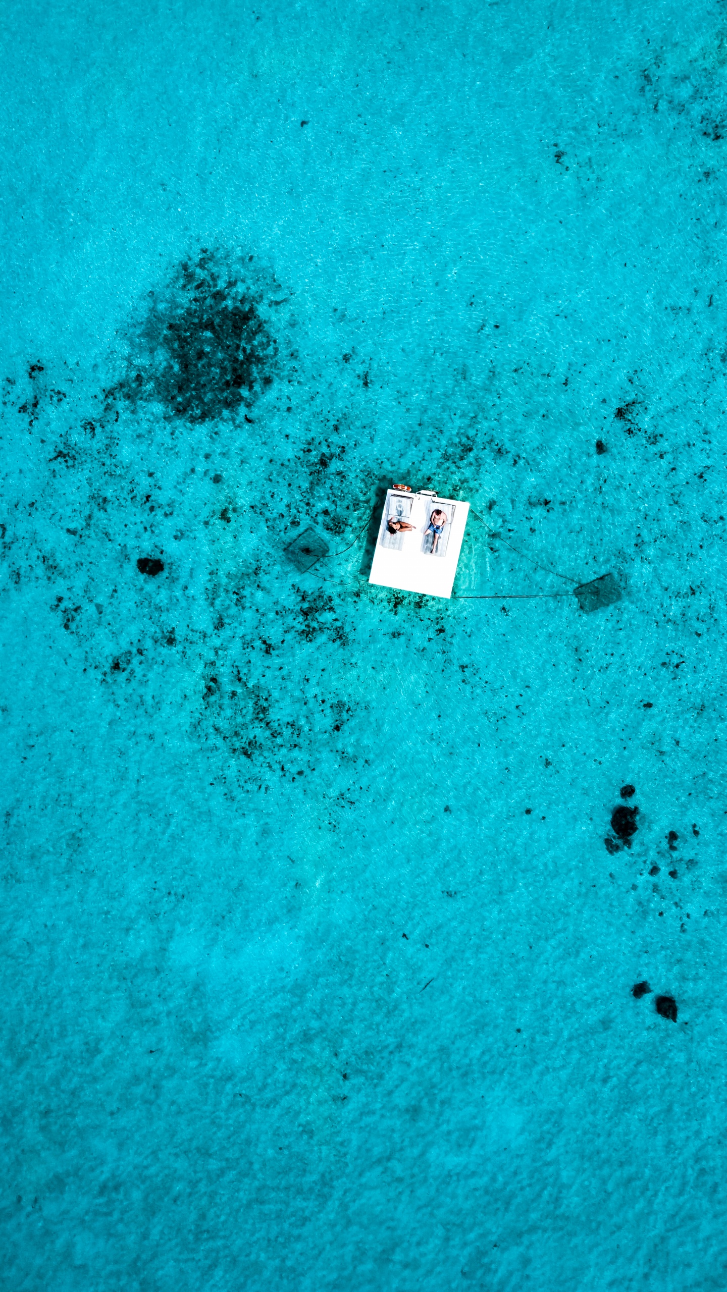 Water, Biology, Marine Biology, Blue, Green. Wallpaper in 1440x2560 Resolution