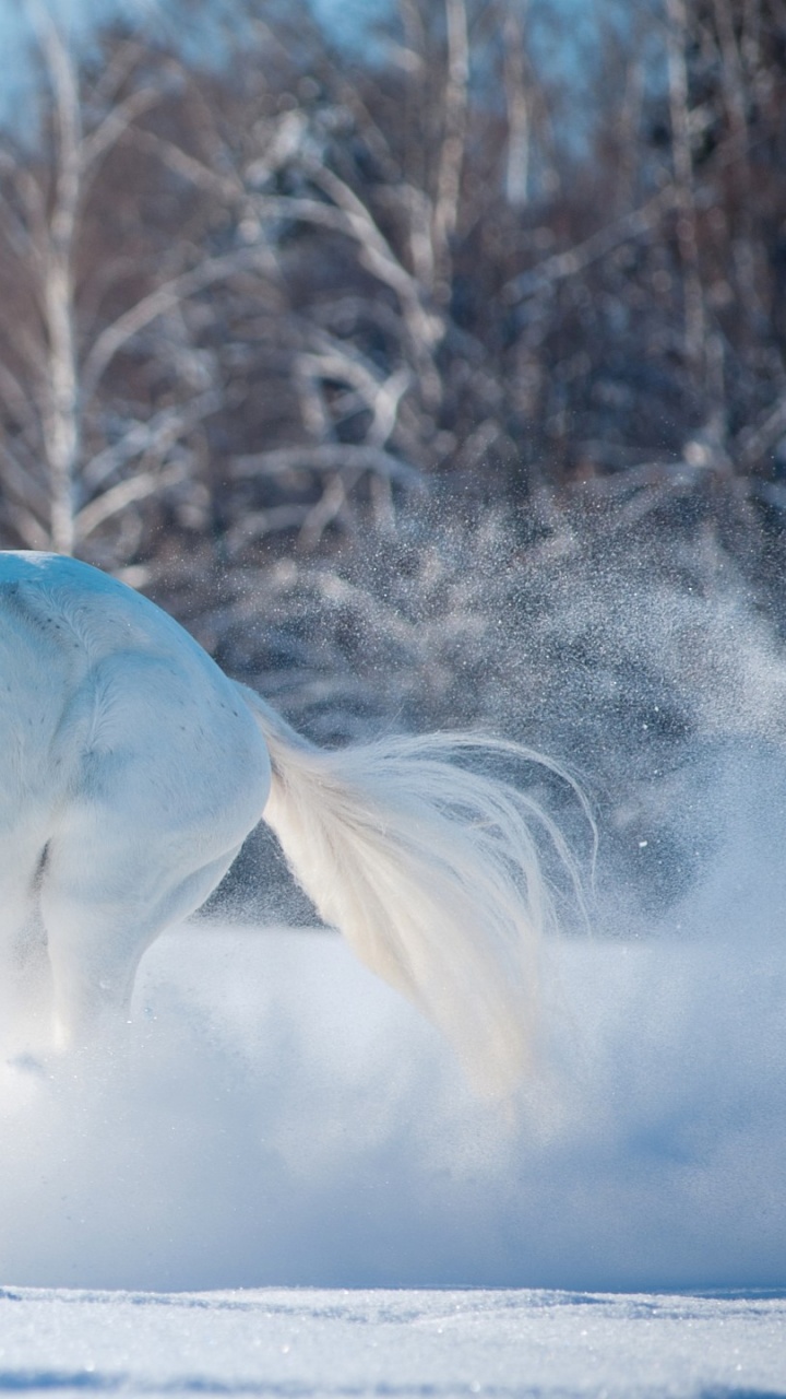 Cheval Brun Courant Sur la Route Pendant la Journée. Wallpaper in 720x1280 Resolution