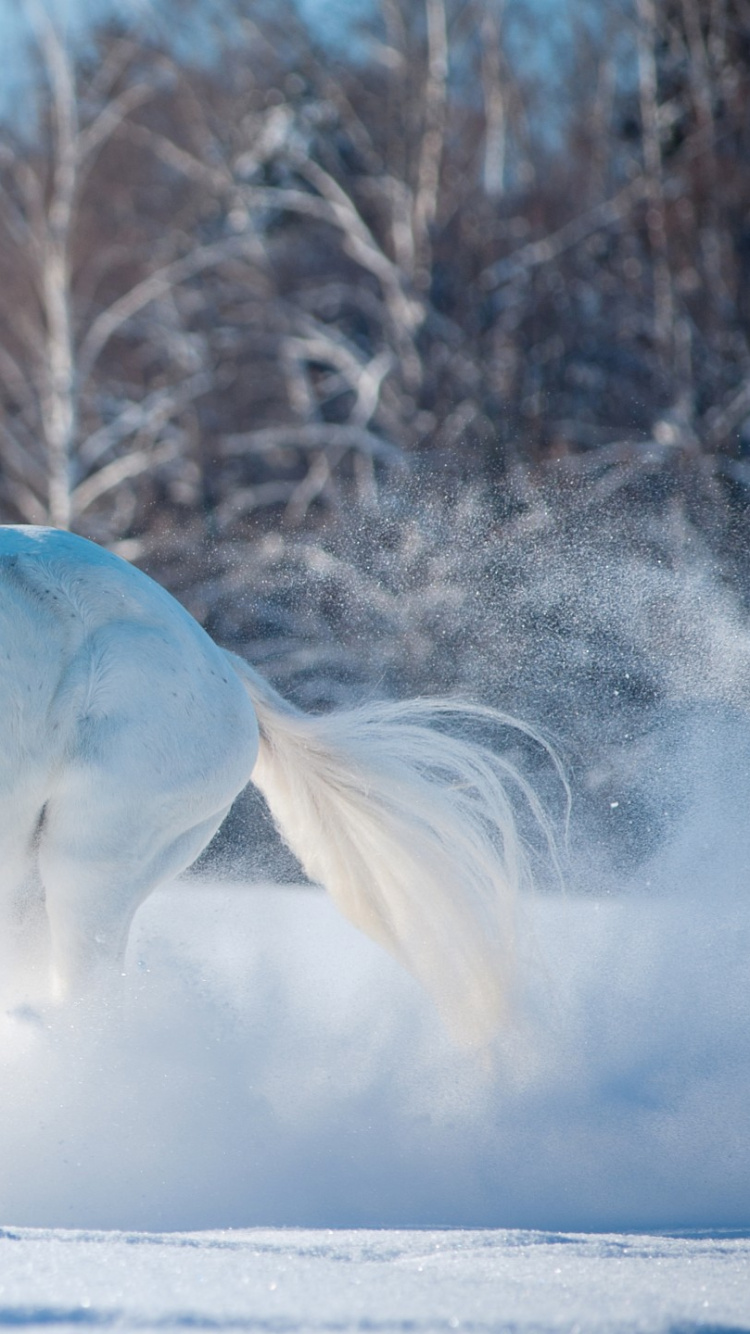 Cheval Brun Courant Sur la Route Pendant la Journée. Wallpaper in 750x1334 Resolution