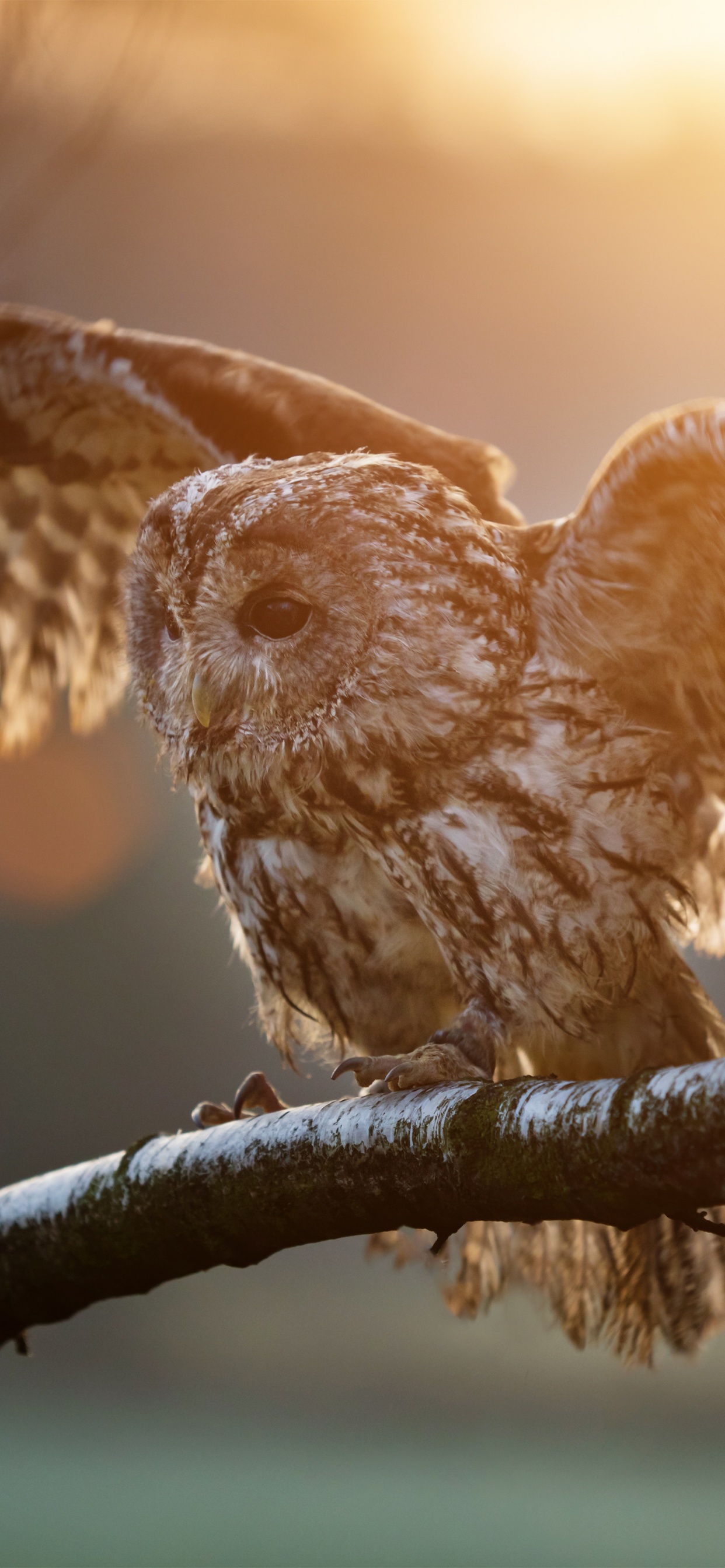 Brown Owl Perched on Brown Tree Branch During Daytime. Wallpaper in 1242x2688 Resolution