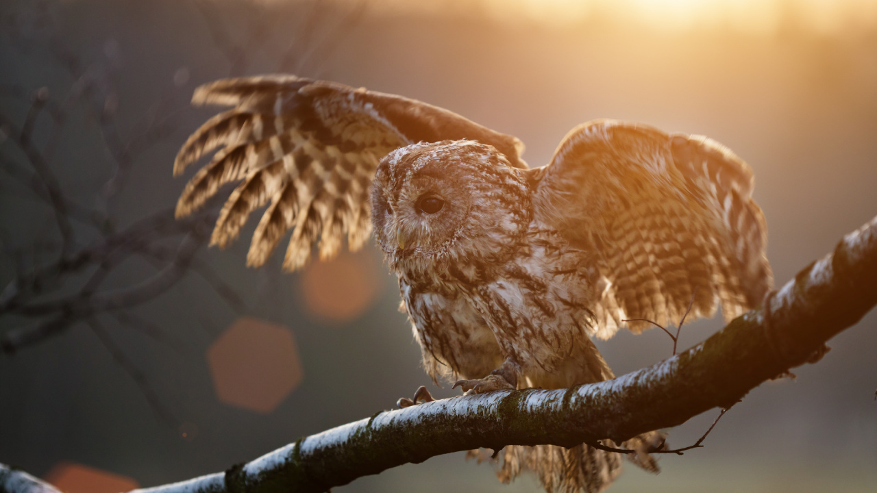 Brown Owl Perched on Brown Tree Branch During Daytime. Wallpaper in 1280x720 Resolution