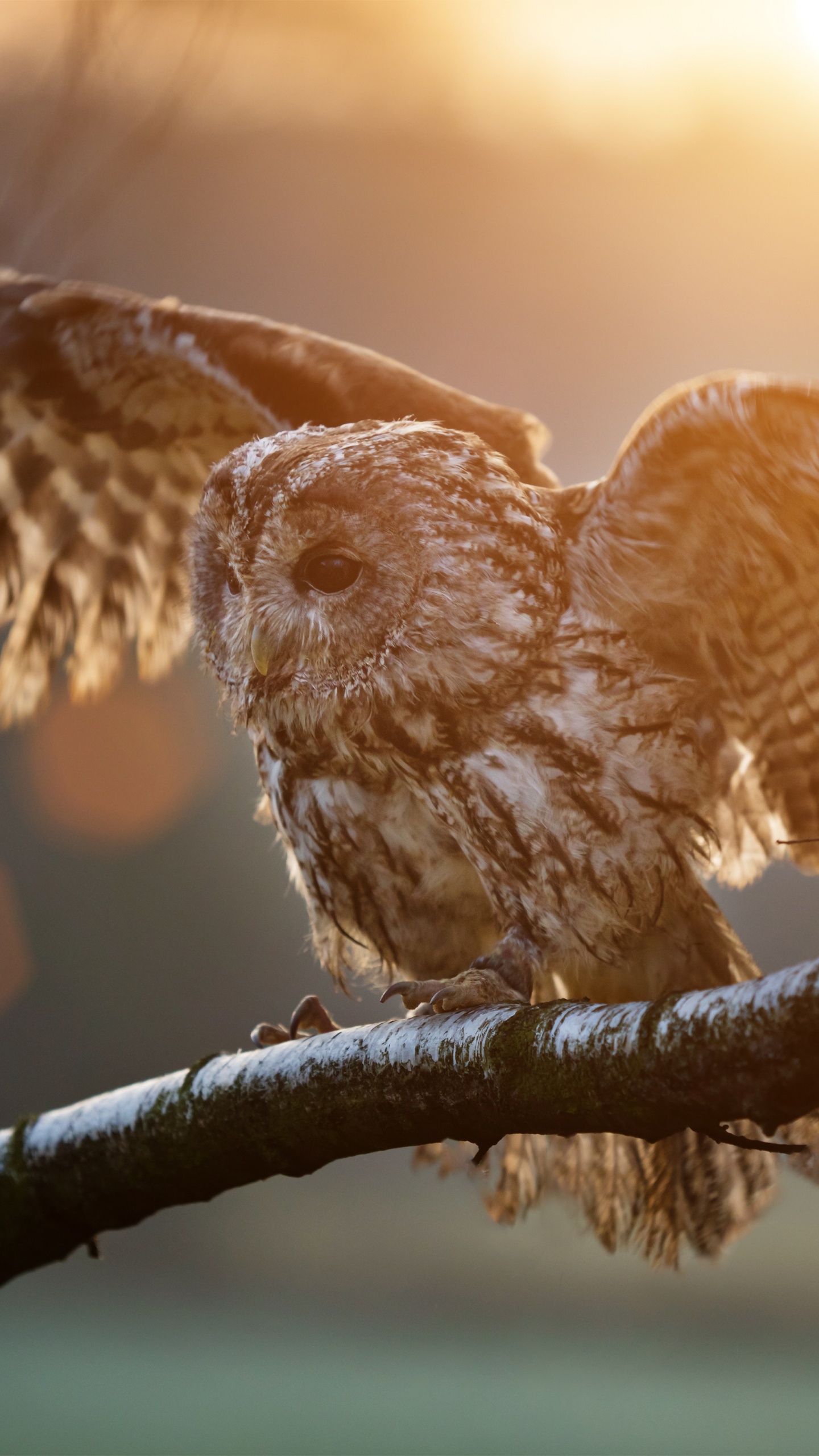 Brown Owl Perched on Brown Tree Branch During Daytime. Wallpaper in 1440x2560 Resolution