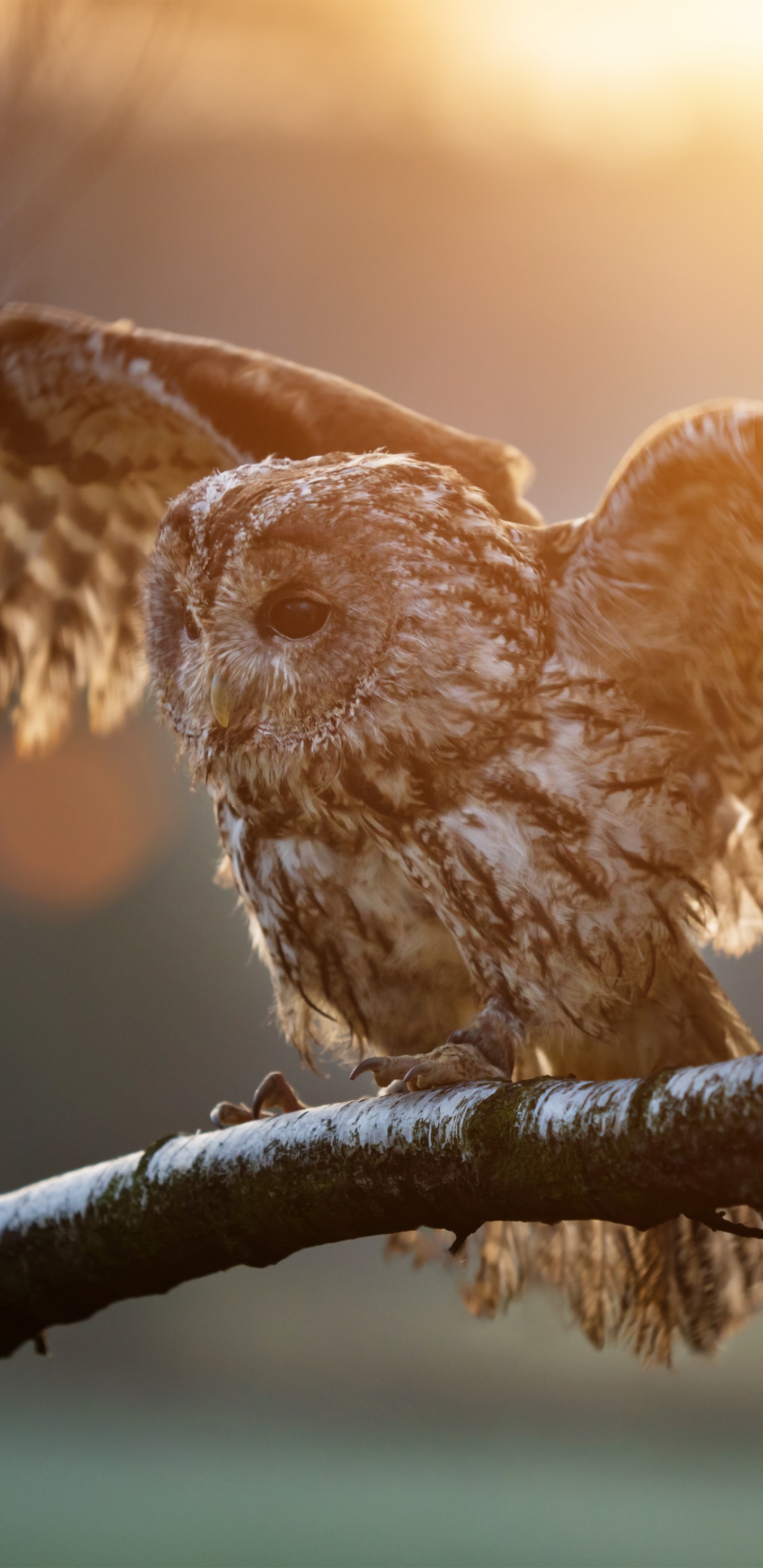 Brown Owl Perched on Brown Tree Branch During Daytime. Wallpaper in 1440x2960 Resolution