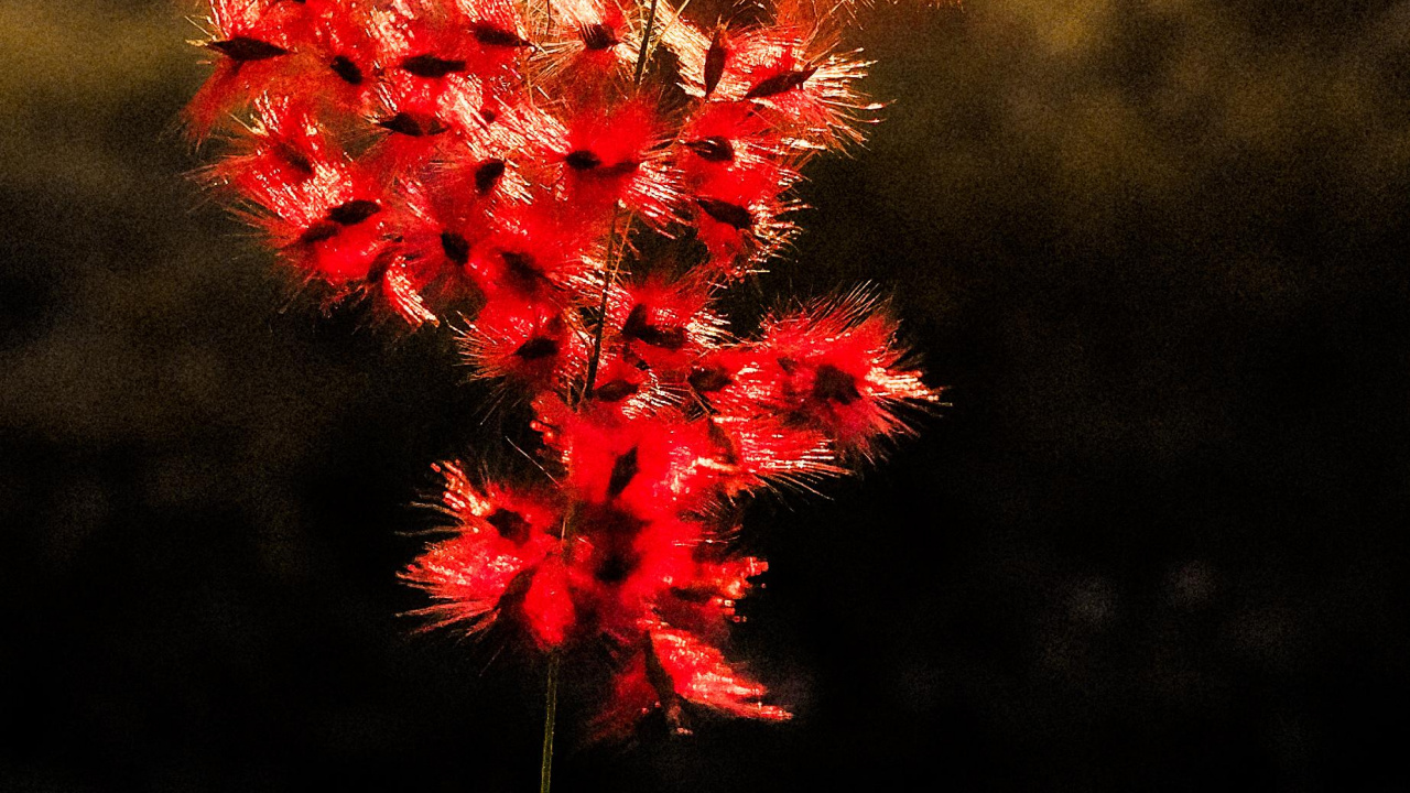 Nature, Feuille, Botanique, Pétale, Rameau. Wallpaper in 1280x720 Resolution