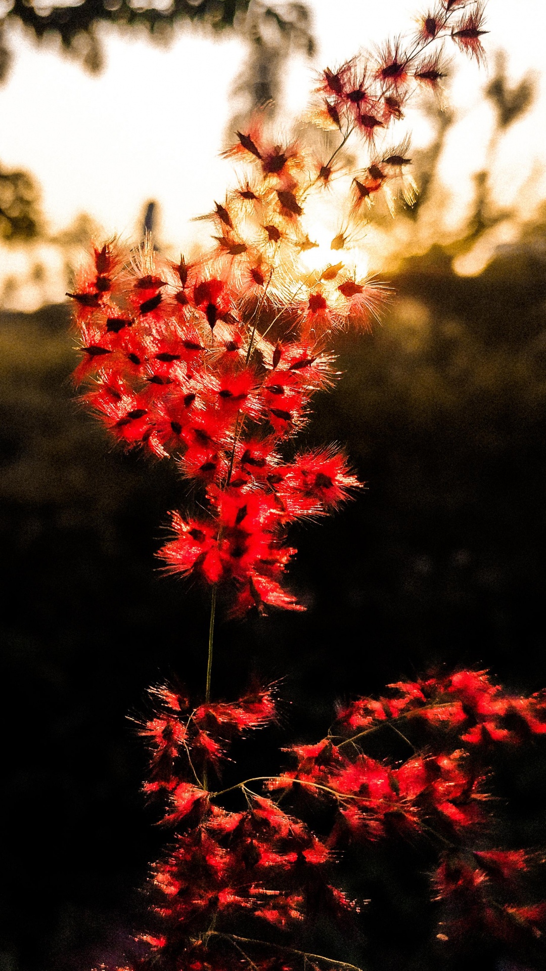 Nature, Leaf, Flower, Plant, Botany. Wallpaper in 1080x1920 Resolution